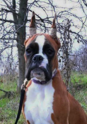Dog Photo