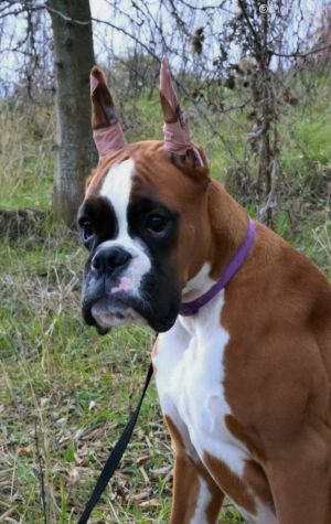 Dog Photo
