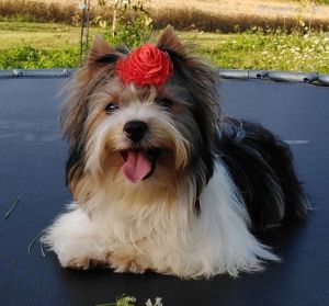 Dog Photo