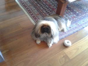 Dog Photo