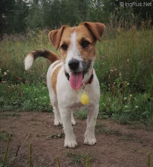 Dog Photo