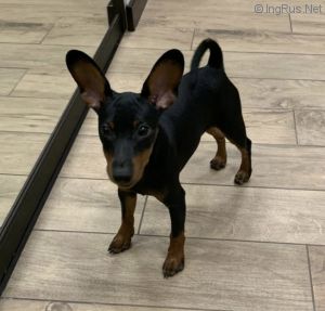 Dog Photo
