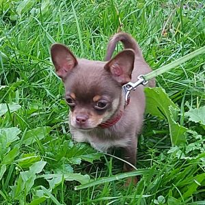 Dog Photo
