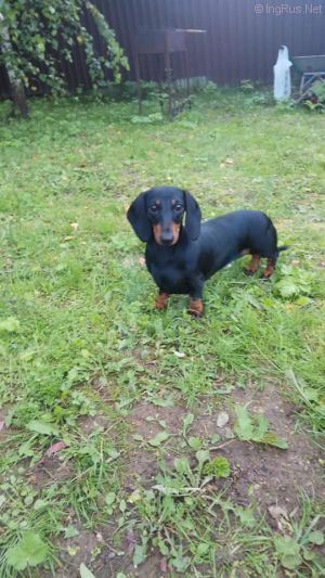 Dog Photo