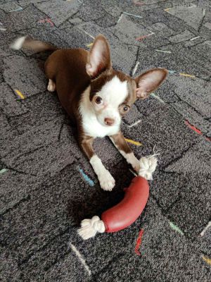 Dog Photo