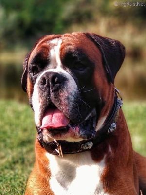 Dog Photo