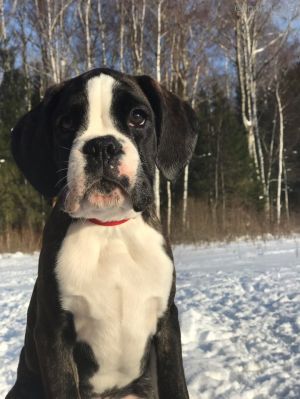 Dog Photo