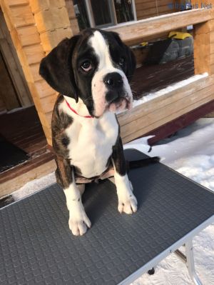 Dog Photo