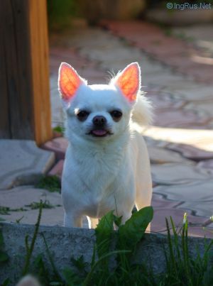 Dog Photo