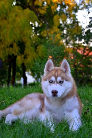 Dog Photo