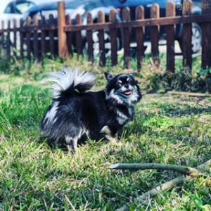 Dog Photo