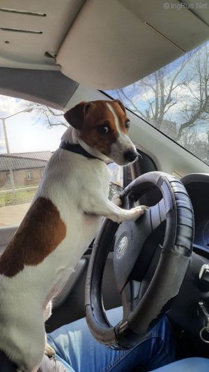Dog Photo