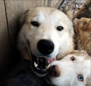 Dog Photo