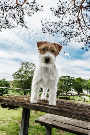 Dog Photo