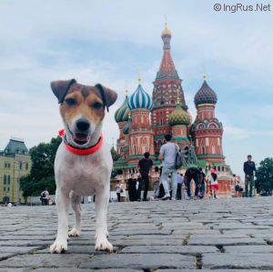 Dog Photo