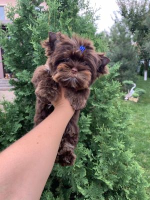 Dog Photo