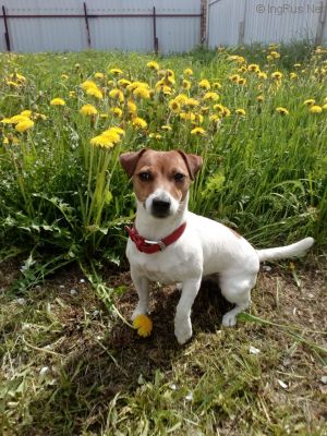 Dog Photo