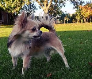 Dog Photo