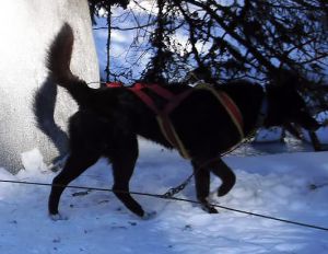 Dog Photo