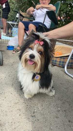 Dog Photo