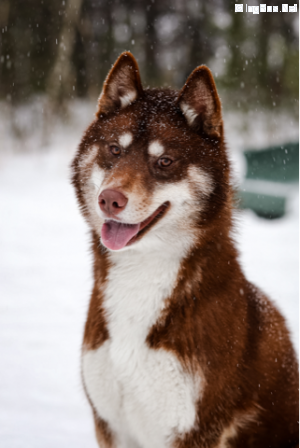 Dog Photo