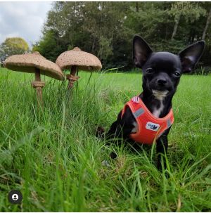 Dog Photo
