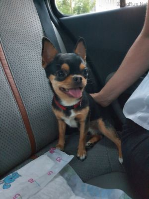 Dog Photo