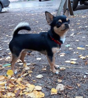 Dog Photo