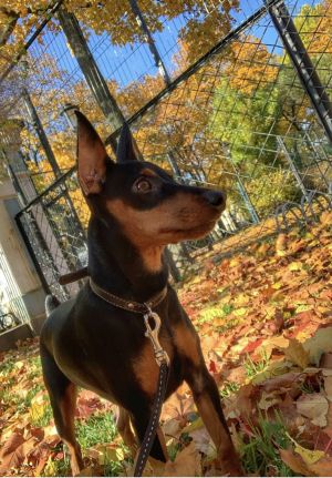 Dog Photo