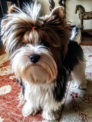 Dog Photo