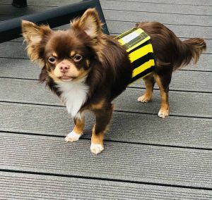 Dog Photo