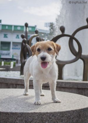 Dog Photo