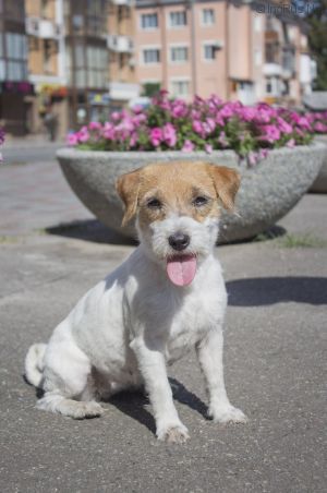 Dog Photo