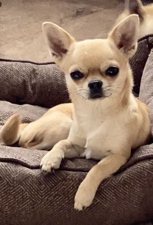 Dog Photo