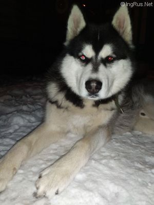 Dog Photo