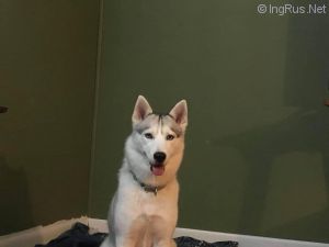 Dog Photo