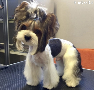 Dog Photo