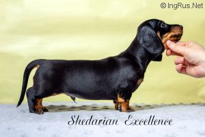 SHEDARIAN EXCELLENCE