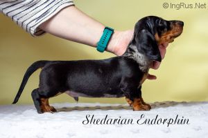 SHEDARIAN ENDORPHIN