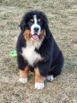 Dog Photo