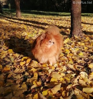 Dog Photo