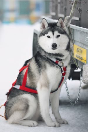 Dog Photo