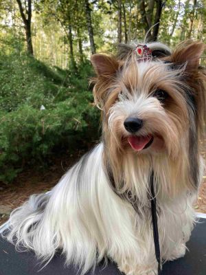 Dog Photo