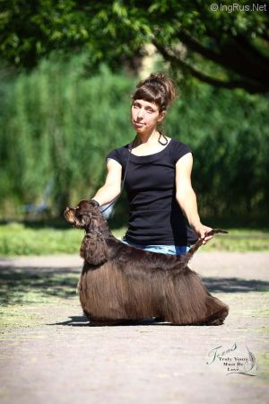 Dog Photo