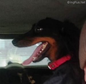 Dog Photo