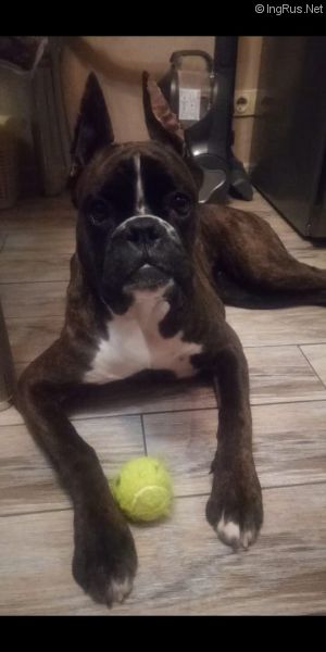 Dog Photo