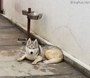 Dog Photo