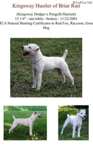 Dog Photo