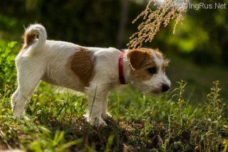Dog Photo