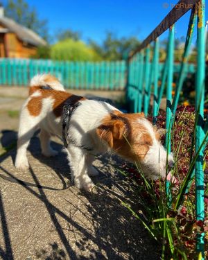 Dog Photo